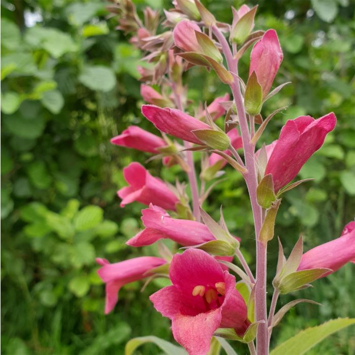 Fingerhut\u0020\u0028Digitalis\u0020x\u0020valinii\u0029\u0020ILLUMINATION\u0020RASPBERRY