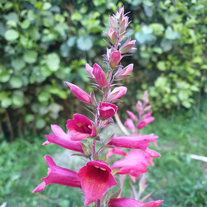 Fingerhut\u0020\u0028Digitalis\u0020x\u0020valinii\u0029\u0020ILLUMINATION\u0020RASPBERRY
