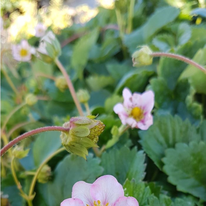 Erdbeerpflanze\u0020Erdbeere\u0020\u0028Fragaria\u0020x\u0020ananassa\u0029\u0020Roman