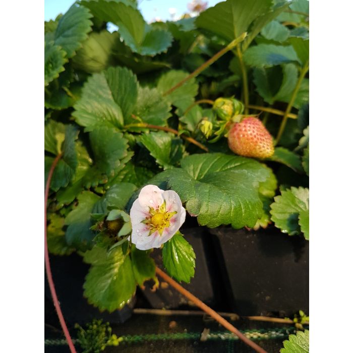 Erdbeerpflanze\u0020Erdbeere\u0020\u0028Fragaria\u0020x\u0020ananassa\u0029\u0020Roman