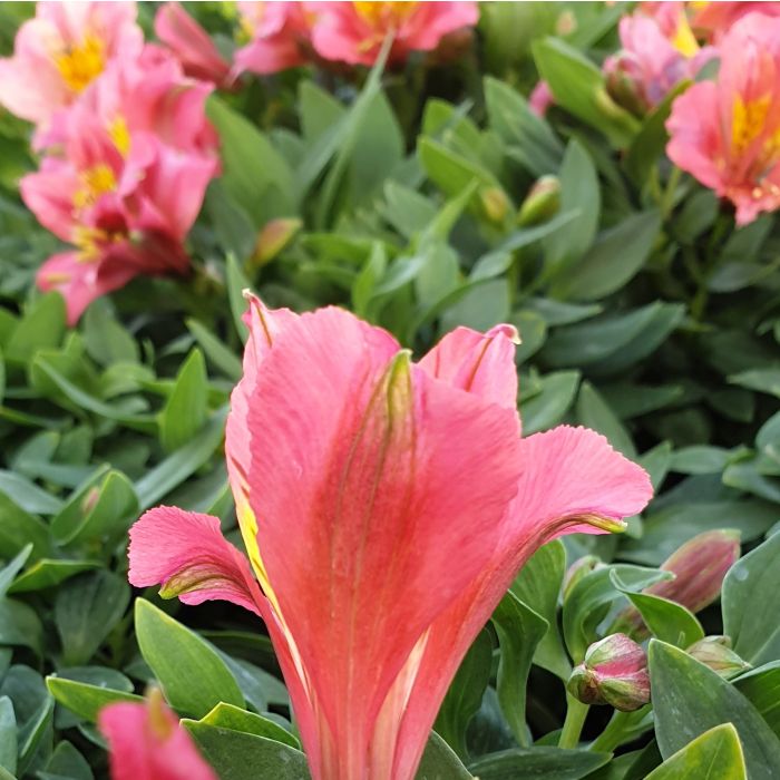 Inkalilie\u0020\u0028Alstroemeria\u0029\u0020Little\u0020Miss\u0020Roselind