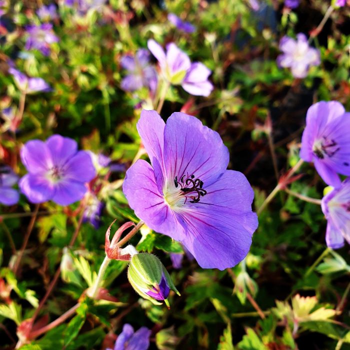 Storchschnabel\u0020\u0028Geranium\u0020Hybridum\u0029\u0020Rozanne