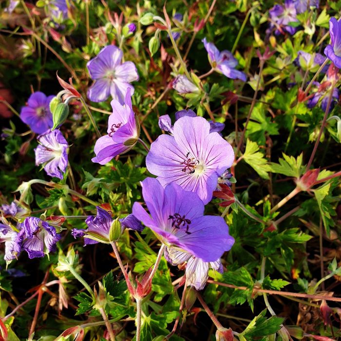 Storchschnabel\u0020\u0028Geranium\u0020Hybridum\u0029\u0020Rozanne