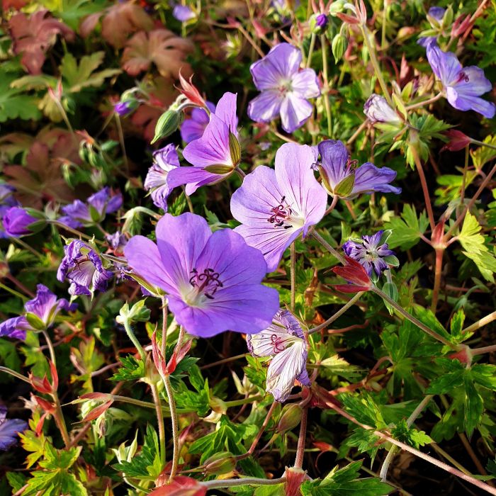 Storchschnabel\u0020\u0028Geranium\u0020Hybridum\u0029\u0020Rozanne