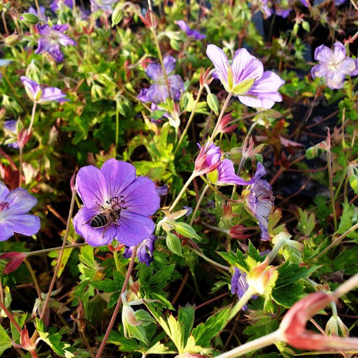 Storchschnabel\u0020\u0028Geranium\u0020Hybridum\u0029\u0020Rozanne