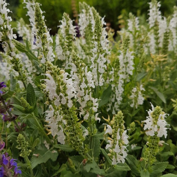 Salbei\u0020\u0020\u0028Salvia\u0020nemorosa\u0029\u0020SCHNEEH\u00DCGEL\u00A0