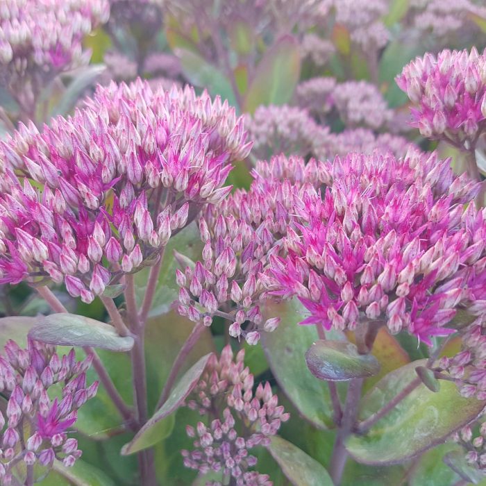Pracht\u002DFetthenne\u0020\u0028Sedum\u0020telephium\u0029\u0020Class\u0020Act