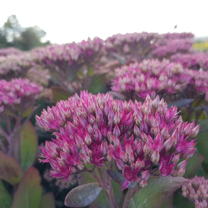 Pracht\u002DFetthenne\u0020\u0028Sedum\u0020telephium\u0029\u0020Class\u0020Act