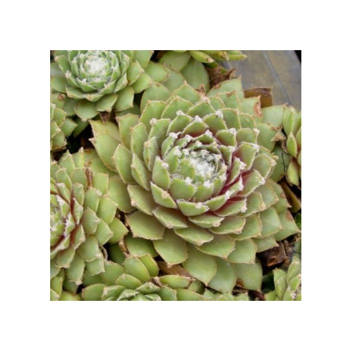 Hauswurz\u0020\u0028sempervivum\u0029\u0020Othello
