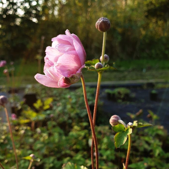 Herbst\u002DAnemone\u0020\u0028Anemone\u0020tomentosa\u0029\u0020Serenade