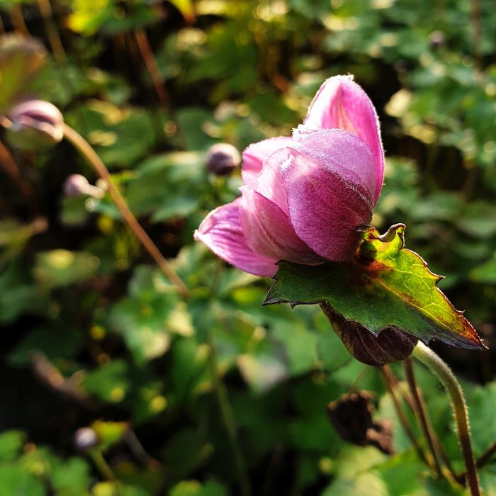 Herbst\u002DAnemone\u0020\u0028Anemone\u0020tomentosa\u0029\u0020Serenade