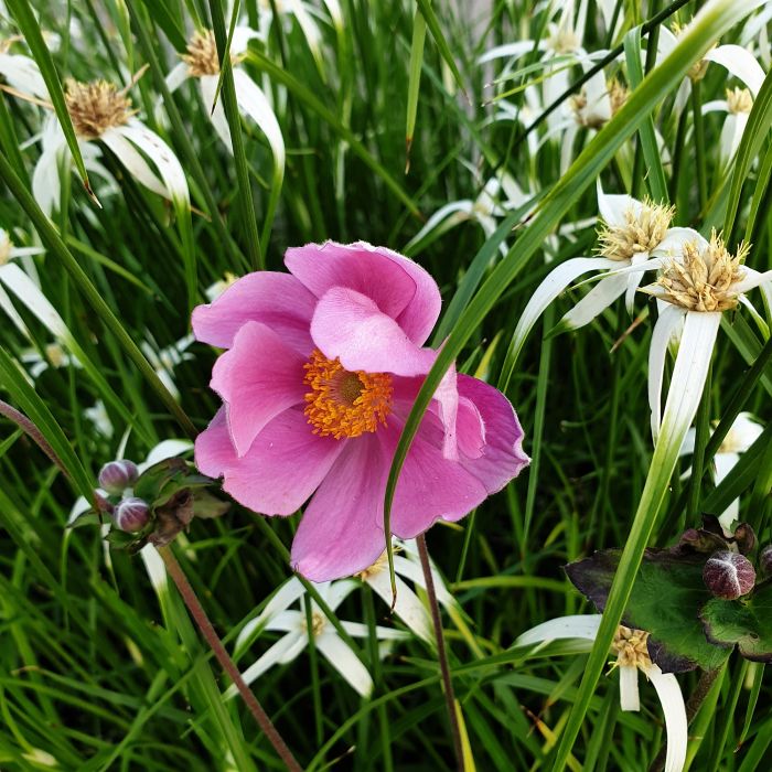 Herbst\u002DAnemone\u0020\u0028Anemone\u0020tomentosa\u0029\u0020Serenade