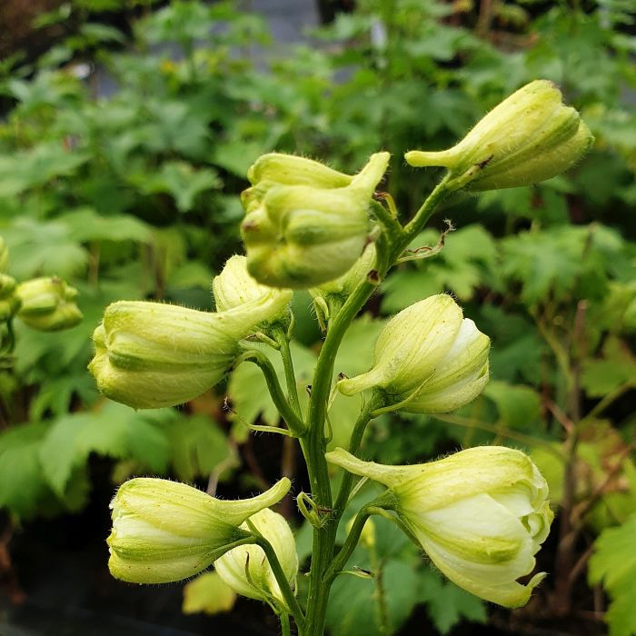 Rittersporn\u0020\u0028Delphinium\u0020elatum\u00A0\u0029\u0020Sherbet\u0020Lemon