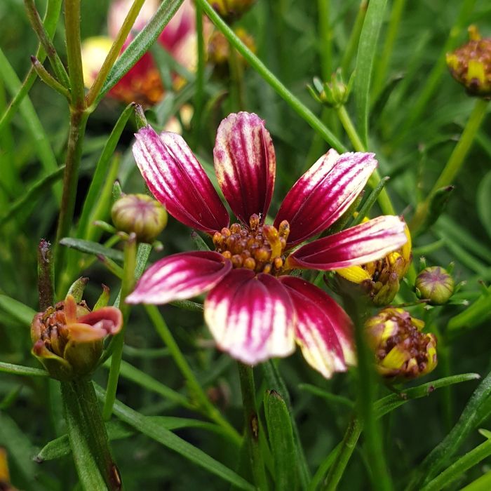 M\u00E4dchenauge\u0020\u0028Coreopsis\u0020verticillata\u0020hybrids\u0029\u0020Sunstar\u0020Rose