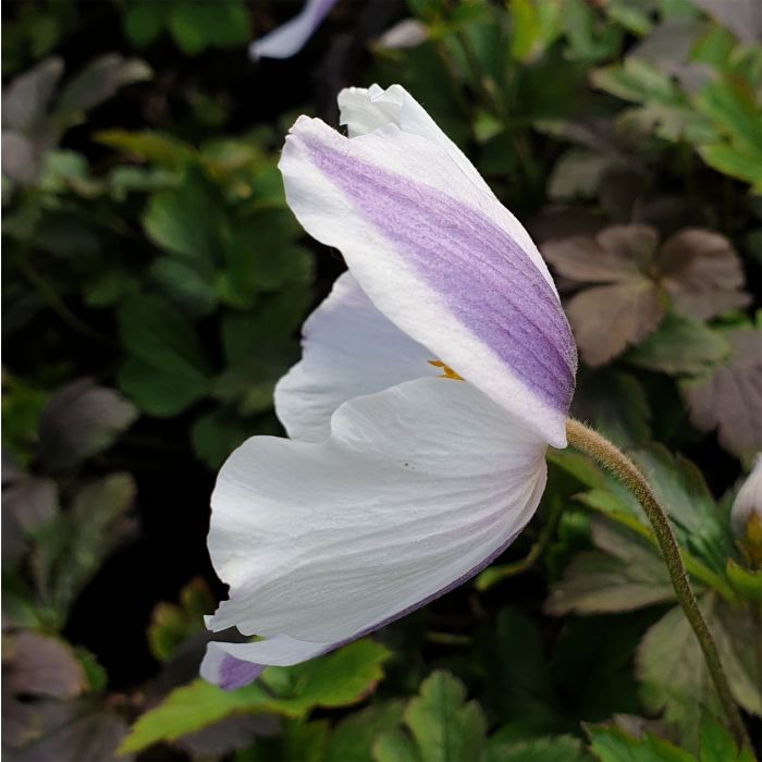 Herbstanemone\u0020\u0028Anemone\u0029\u0020Wild\u0020Swan