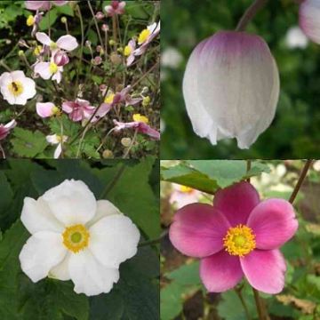 10 Stück Pflanzen Anemonen / Herbstanemonen (Mix) 