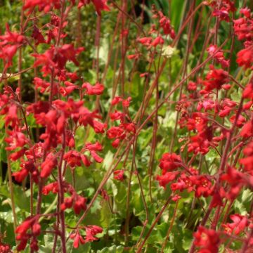Purpurglöckchen (Heuchera sanguinea) Ruby Bells