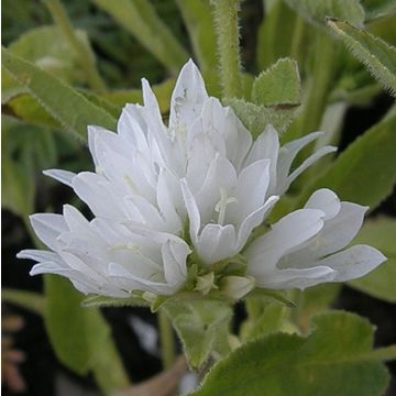 Knäuelglockenblume (Campanula glomerata ) Alba