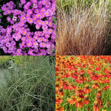 15 Stück Mix Leuchtende Farbe * Indian Summer mit Gräsern * mit PFLANZPLAN (Mix) 