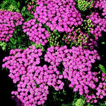 Schafgarbe  (Achillea ) Tutti Frutti PINK GRAPEFRUIT