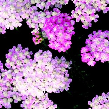 Schafgarbe  (Achillea) Tutti Frutti WONDERFUL WAMPEE