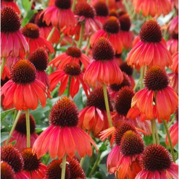 Sonnenhut (Echinacea purpurea) FIREBIRD 