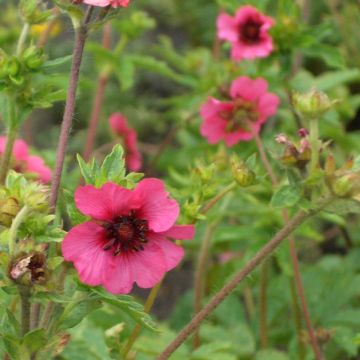 Nepal-Fingerkraut (Potentilla nepalensis ) Ron McBeath