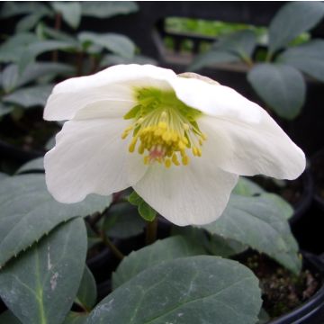Christrose (Helleborus niger ) Advent Star