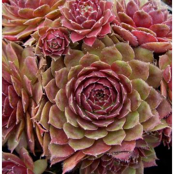 Roter Dachwurz (Sempervivum tectorum ) Atropurpureum 