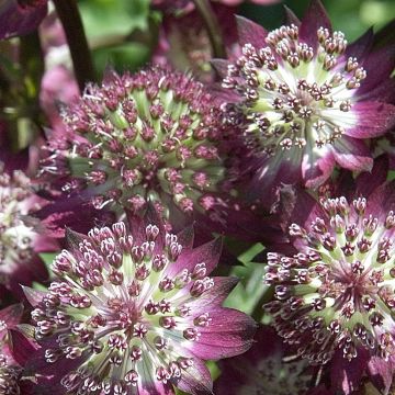 Große Sterndolde (Astrantia major) STAR OF BEAUTY
