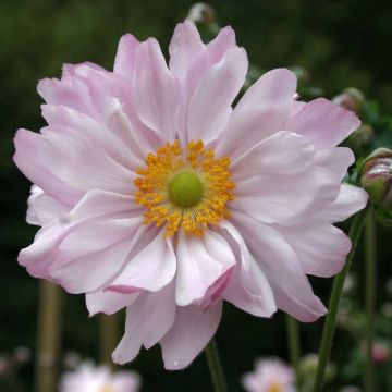 Anemone (Anemone japonica) Mont Rose