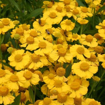 Sonnenbraut (Helenium ) Kugelsonne