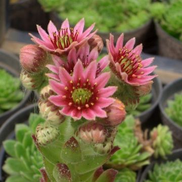 Steinrose (Jovibarba sobolifera ) 