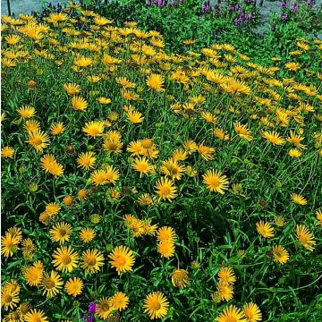 Ochsenauge (Buphtalmum salicifolium) 