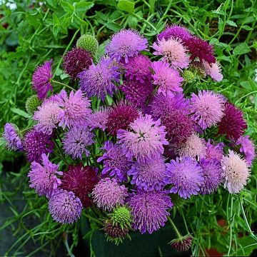 Mazedoniasche Witwenblume (Knautia macedonica) MELTON PASTELS