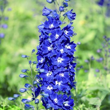 Rittersporn (Delphinium Pacific Giants ) BLUE BIRD