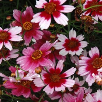 Mädchenauge (Coreopsis rosea) SWEET DREAMS