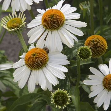Sonnenhut (Echinacea purpurea ) White Meditation 