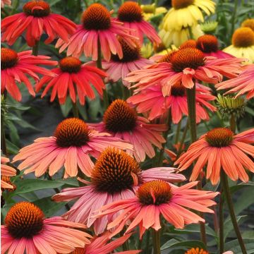 Sonnenhut (Echinacea purpurea ) Mama Mia 
