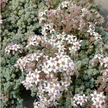Teppichsedum (Sedum dasyphyllum ) 