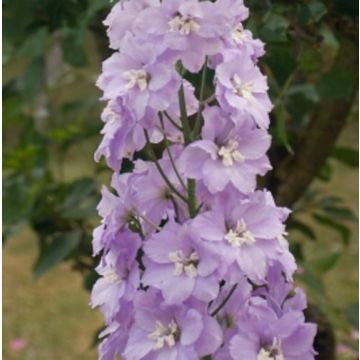Rittersporn (Delphinium Pacific Giants ) ASTOLAT