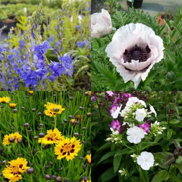 54 Stauden Pflanzen Mix (Sonnenbeet BLAU WEISS GELB) MIT PFLANZPLAN
