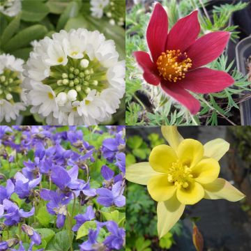 5 Stk. Frühlingsblüher - Mix * üppige + farbenfrohe Blüte im Frühling (Mix) 