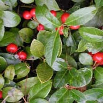 Scheinbeere (Gaultheria procumbens) 