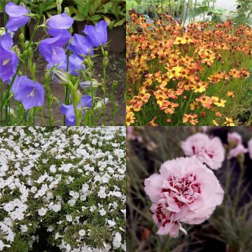 7 Stk. üppig blühender Balkonkasten - Mix * ideal auch für Blumenampeln * lange Blütezeit (Mix) 