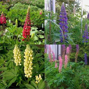 7 Stk. Bunter Lupinen - Mix * farbkräftige Blüten * kompakt * Bauerngarten * Uferbepflanzung