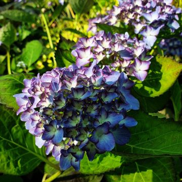 Zweifarbige Ball-Hortensie (Hydrangea macrophylla) Adula® Lila