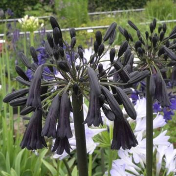 Schmuck-Lilie (Agapanthus) Black Magic