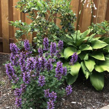 Duftnessel (Agastache) Poquito Dark Blue