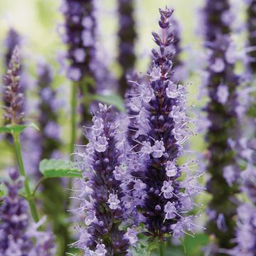 Duftnessel (Agastache foeniculum) Little Adder